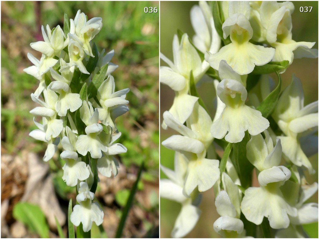 Dactylorhiza romana in una splendida variabilit - provincia di Caserta marzo 2019